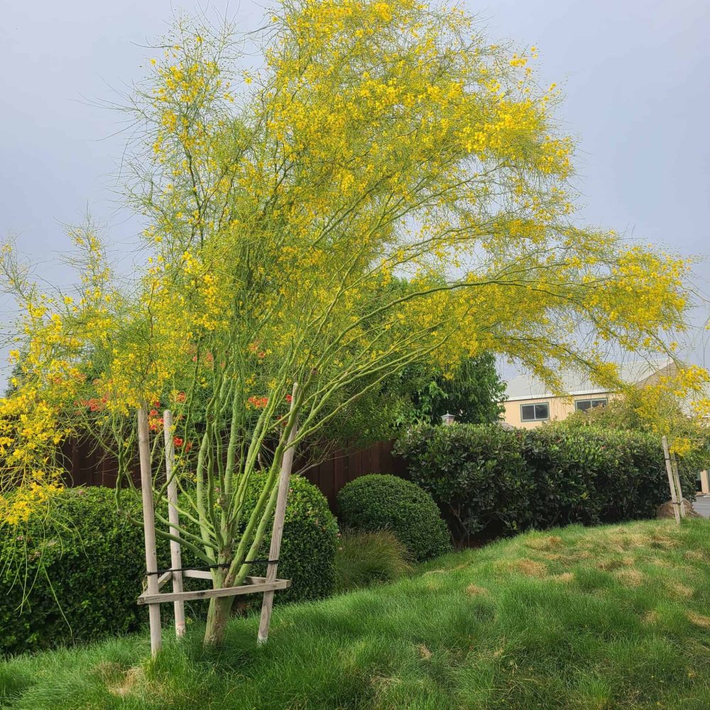 Beautiful tree with yellow blossoms, perfect for landscape enhancement and curb appeal.